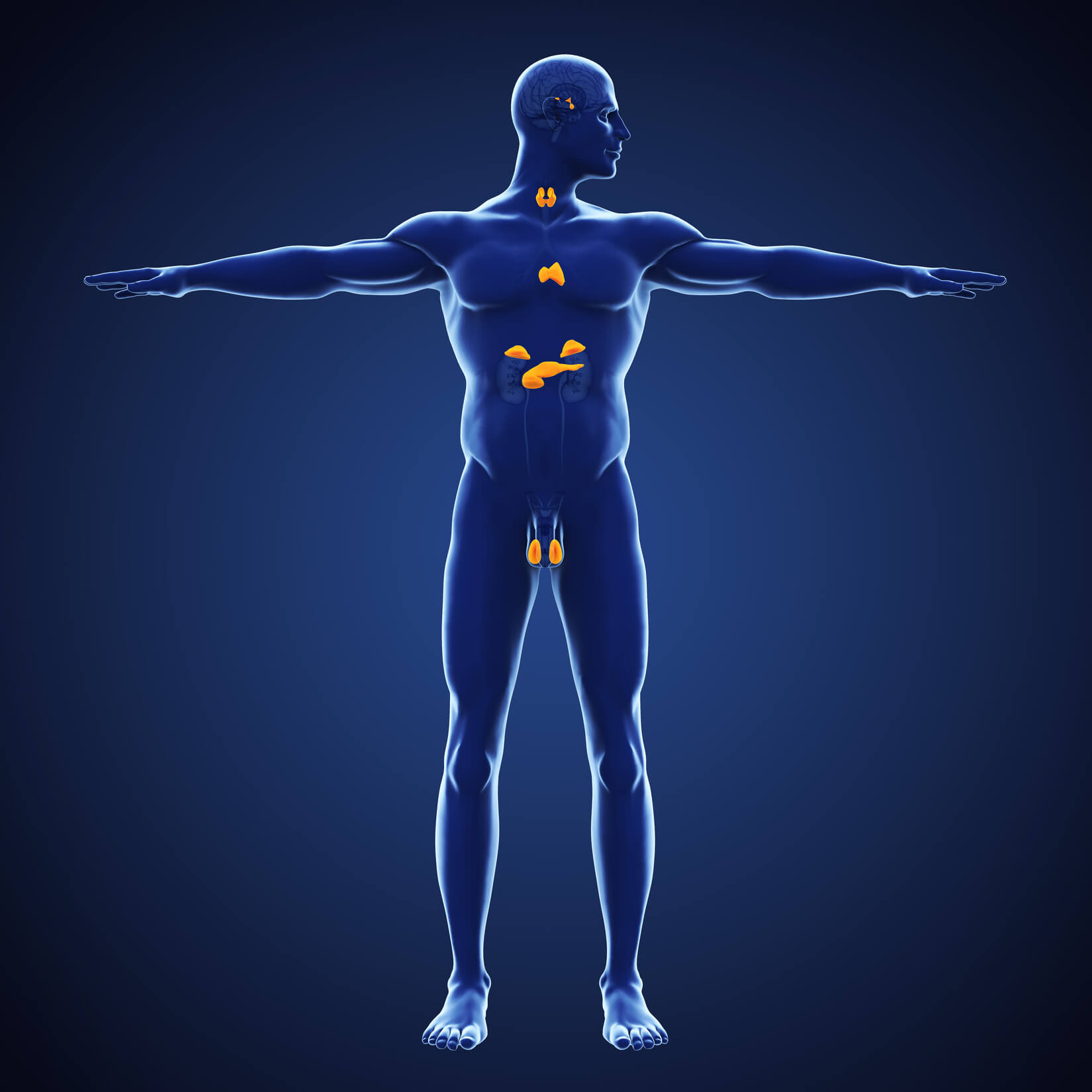 0 human. Эндокринология система. Синий человек анатомия. Нейроны эндокринной системы. Эндокринная система человека фото.